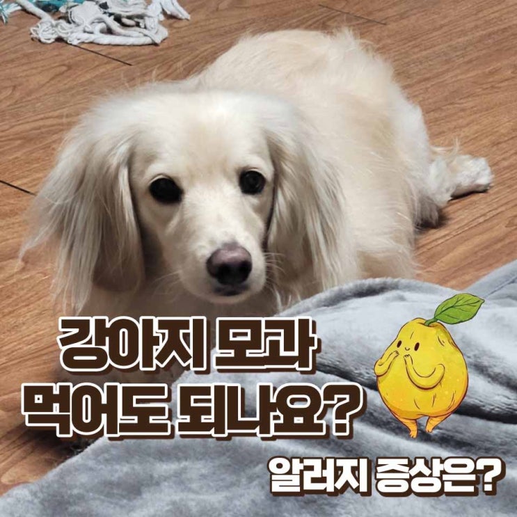  강아지 모과 먹어도 될까?알러지 증상과 급여방법