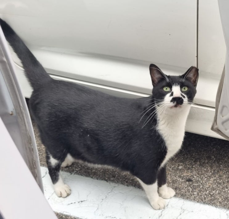  돌보던 길고양이 길냥이 사라지거나 안 보이는 이유