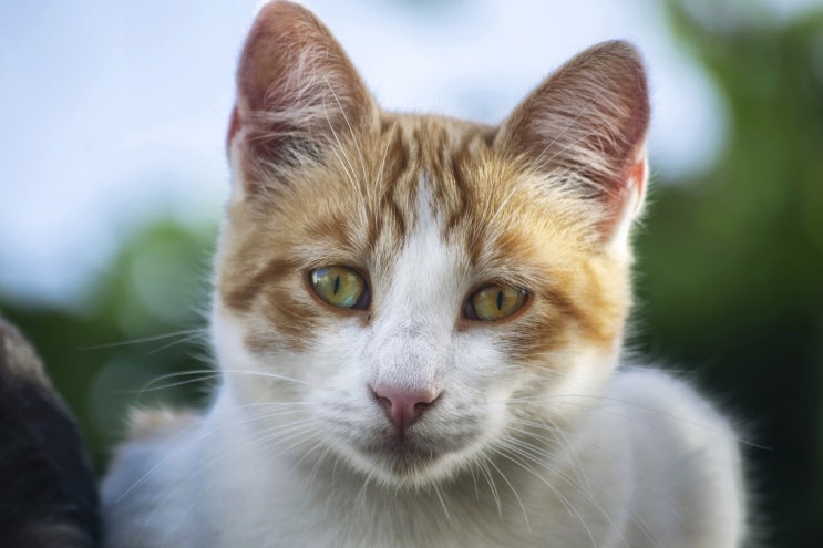 고양이 칼리시 전염성 바이러스 증상 예방 치료