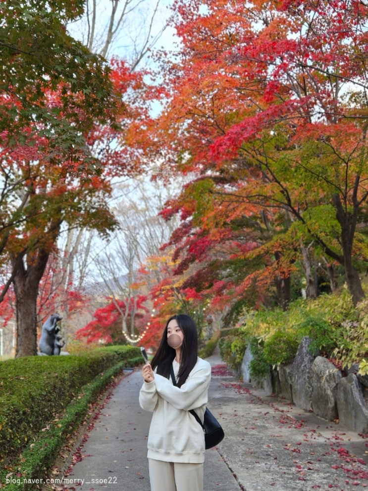  [세종] 세종 가볼만한곳 | 세종 수목원 _ 베어트리파크 (1년에 한번 개방하는 단풍낙엽산책길 12일까지 연장 / 곰 먹이주기 체험)