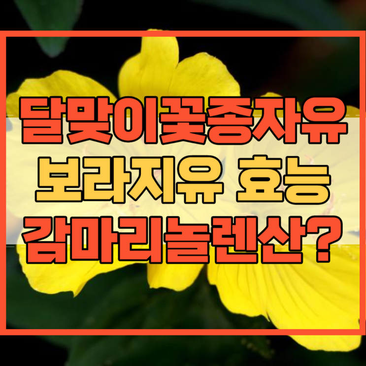 달맞이꽃종자유 보라지유 효능 감마리놀렌산 효능의 영향력!