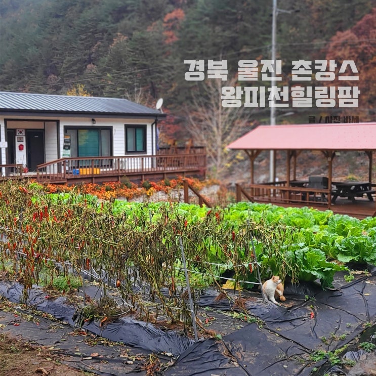  경북 촌캉스 숙소, 울진 왕피천힐링팜에서 힐링을