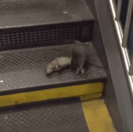 빈대→쥐" 이제는 쥐가 지하철에?!"(+영상) 이와중에 지하철 파업이 웬말...!!