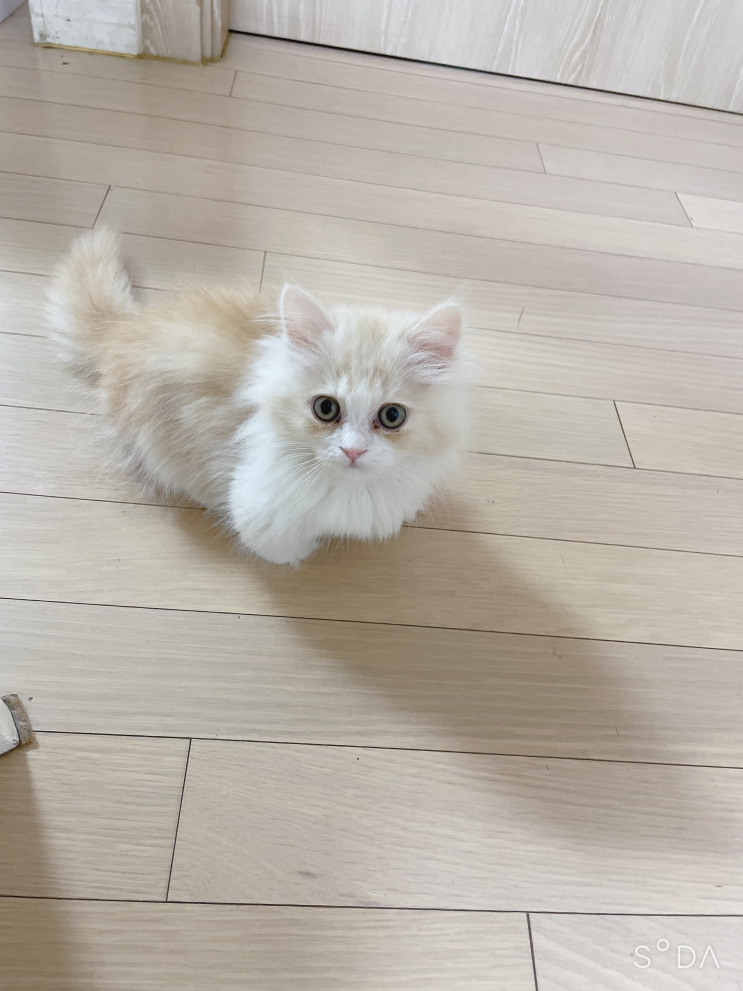  김크림 이라 불리는 김고슌이야기 1탄