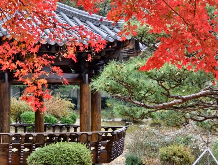  경북 경주<보문정>팔각정과 연못사이 빨간단풍의 동양화같은 풍경
