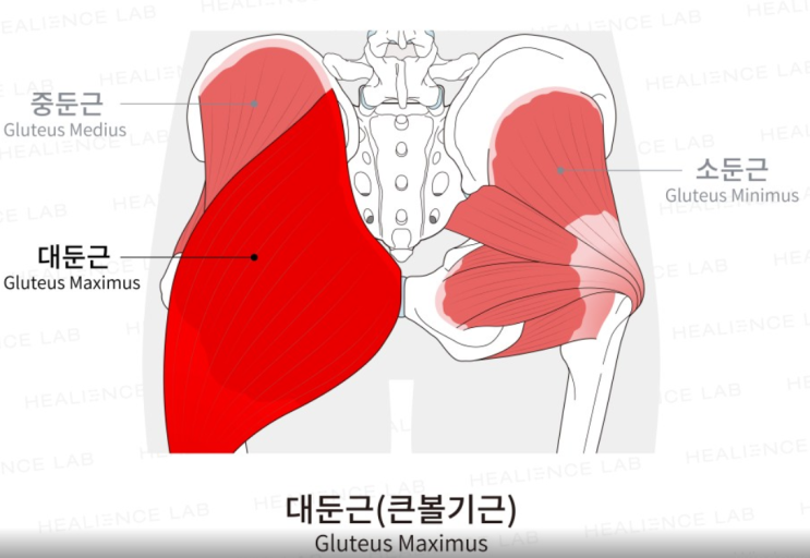  당신의 엉덩이는 무사합니까 (엉덩이 기억상실증)[삼성동 재활 PT]