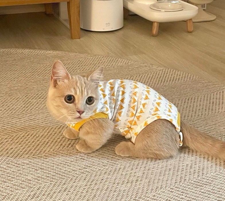 [암컷 고양이 중성화 환묘복 추천]아리캣 고양이 환묘복 후기_중성화시기,중성화 수술 전 참....