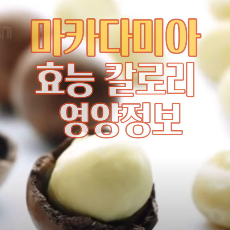  마카다미아 효능 칼로리 일일 섭취량