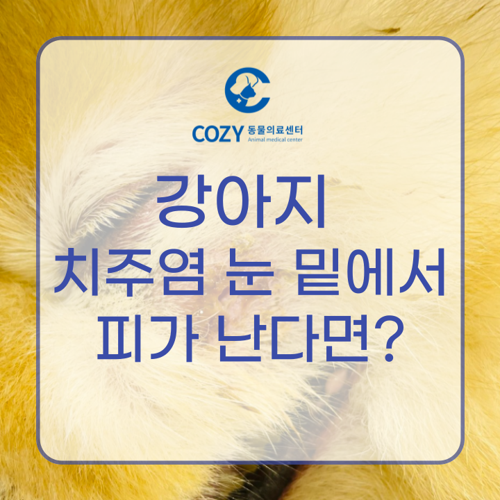  강아지 눈 밑 염증의 원인은? 치주염으로 인한 치근단농양!