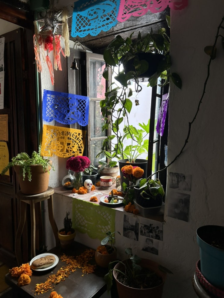  과나후아토 일상 (7)  - día de muertos 축제, 찐맛집(파스타, 브런치카페, 각종 타코가게 •••)
