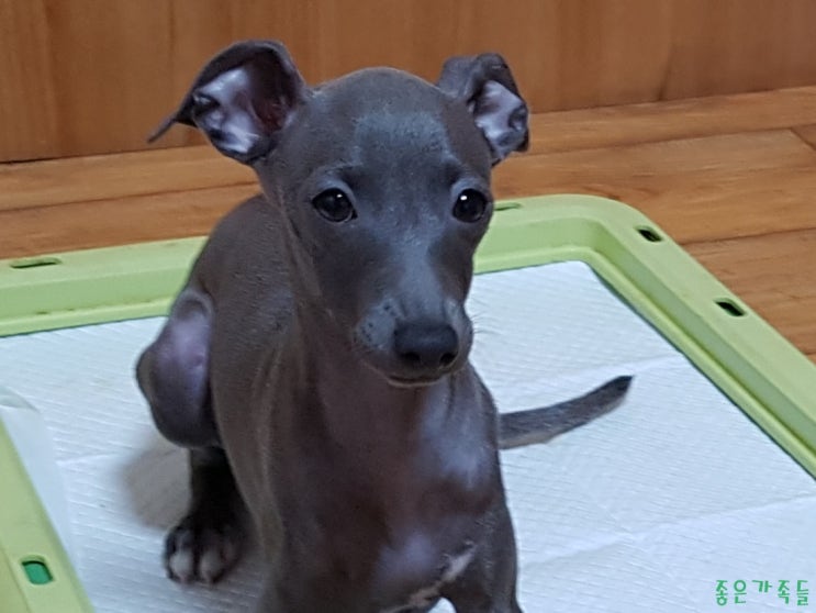  (분양완료)이탈리안그레이하운드 분양 3개월령 블루 여아