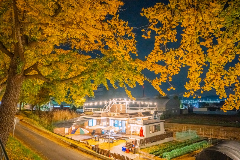아산 곡교천 은행나무길 절정 현충사 곡교천은행나무길 주차 : 네이버 블로그