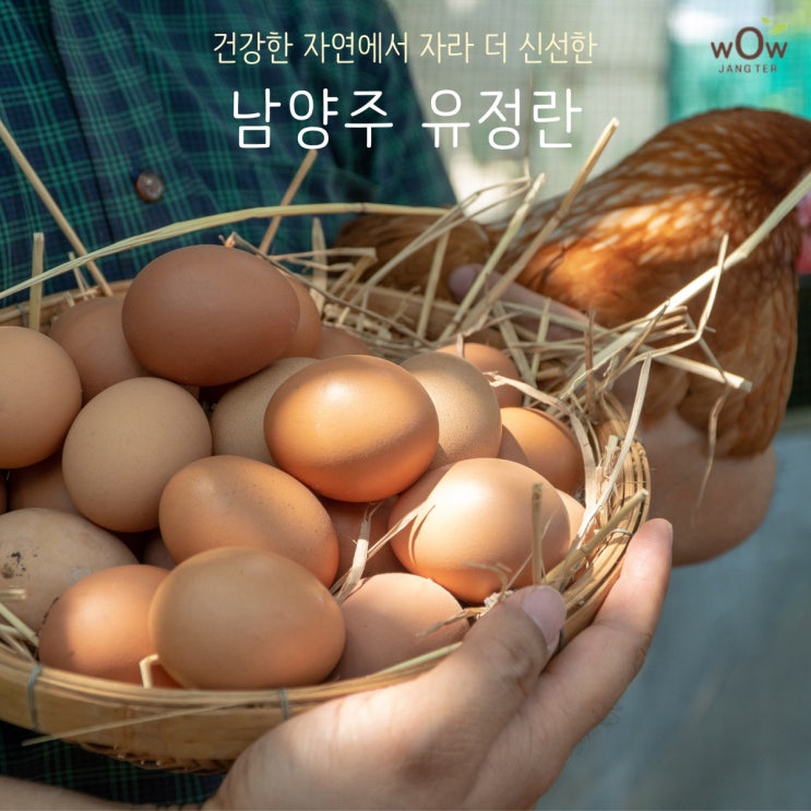  무항생제 계란 건강한 자연에서 자라 더 신선해요!