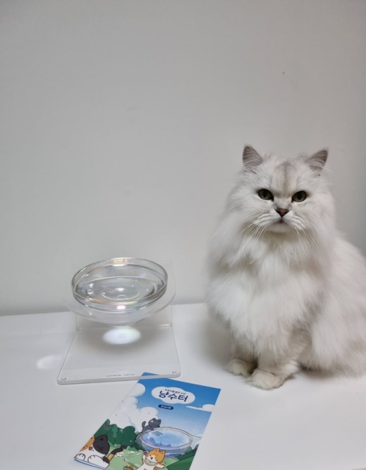  고양이 물그릇 냥수터로 고양이음수량 늘려요
