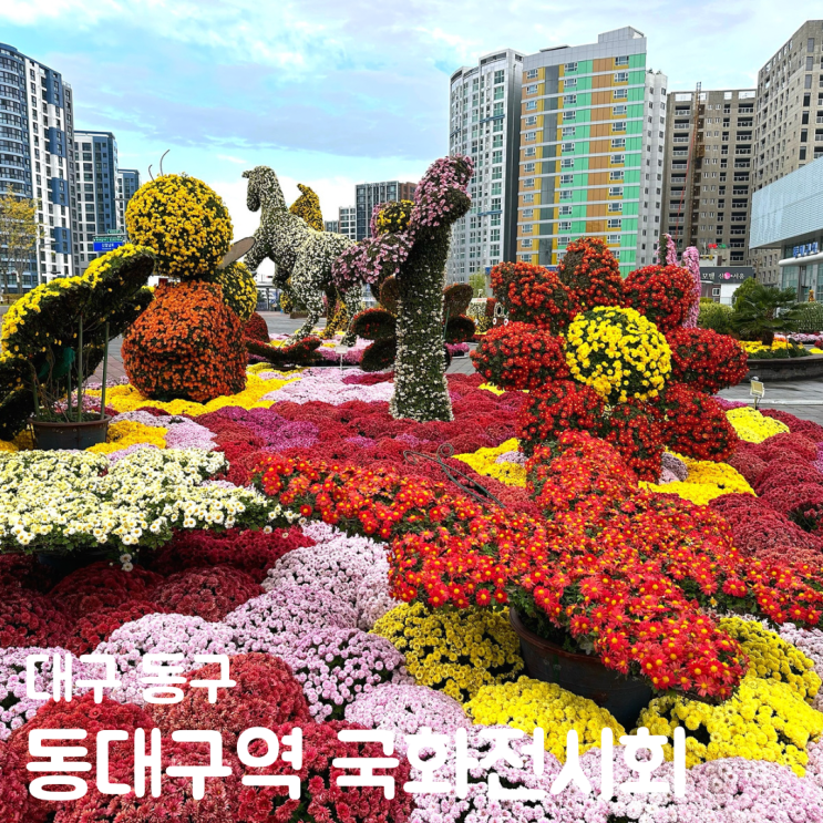 동대구역 광장 대구수목원 국화전시회 축제