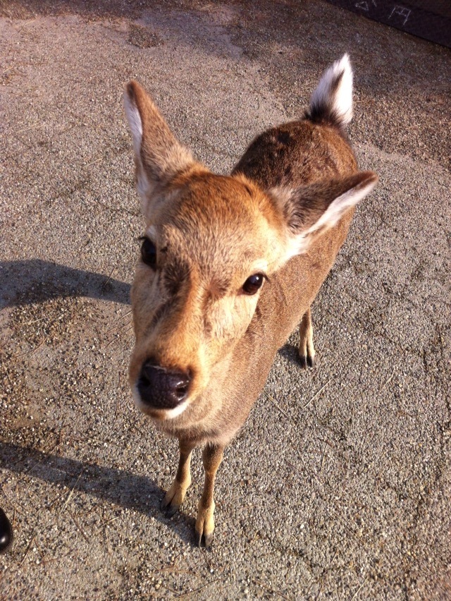 오사카근교 나라 사슴공원 가는법 일본여행