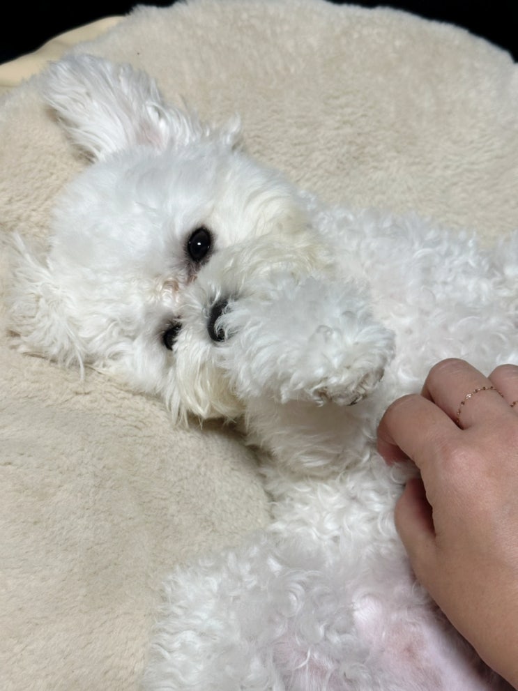  강아지보습샴푸 웨거스 베티버 모이스처 강아지샴푸