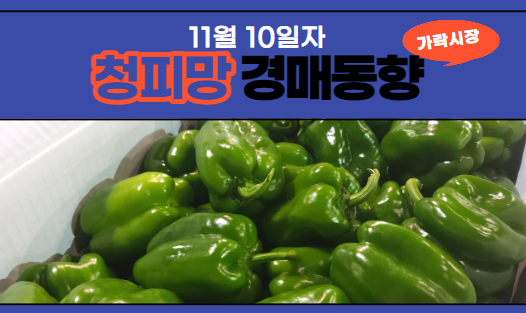  [경매사 일일보고] 11월 10일자 가락시장 청피망 경매동향을 살펴보겠습니다!