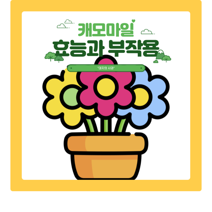  캐모마일 효능과 카모마일 부작용 알아보기