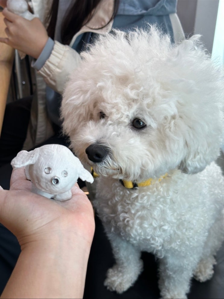  [11월]최근 일상, 연수의 새로운 도전