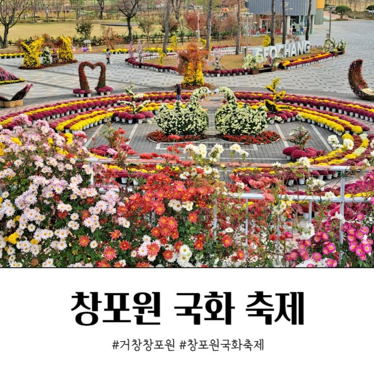 거창 창포원 국화축제 11월 둘째 주 국화꽃 만개