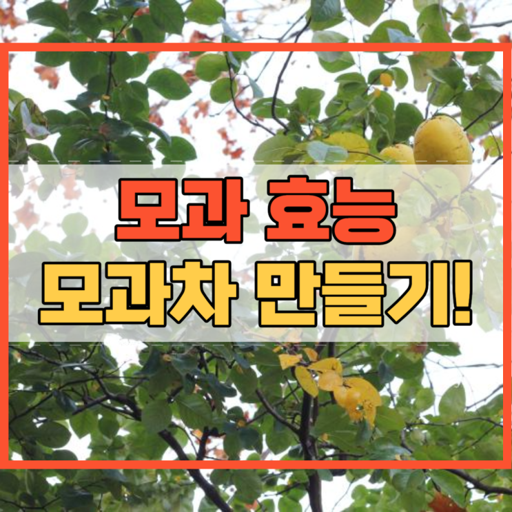  모과 효능 모과차 효과 만들기 참 쉬워요!