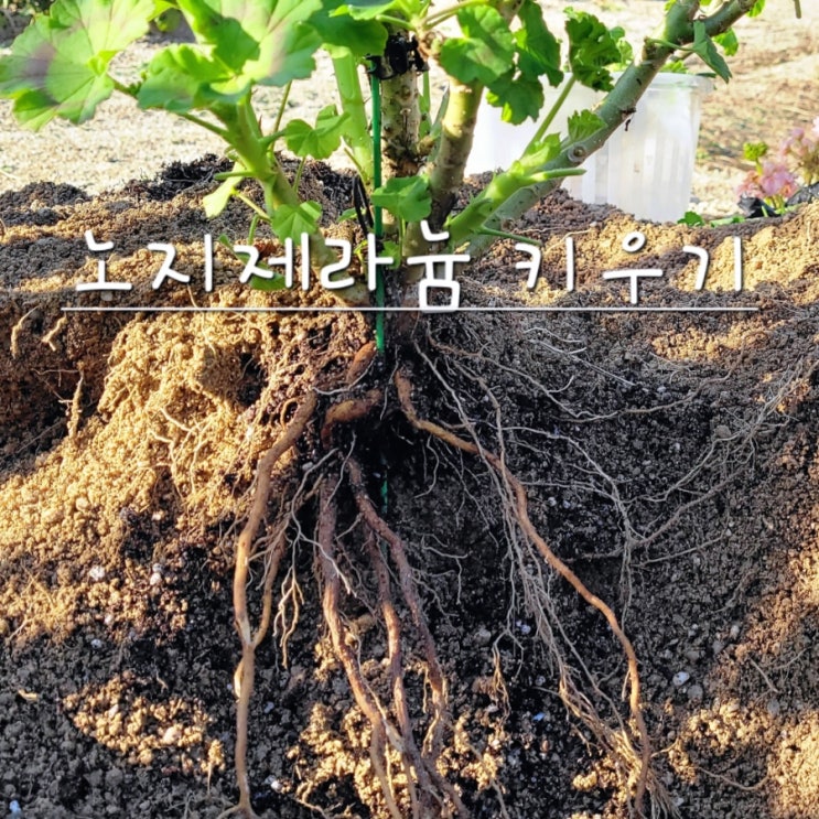  제라늄 키우기 월동 분갈이
