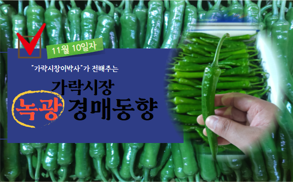  [경매사 일일보고] 11월 10일자 가락시장 녹광 경매동향을 살펴보겠습니다.