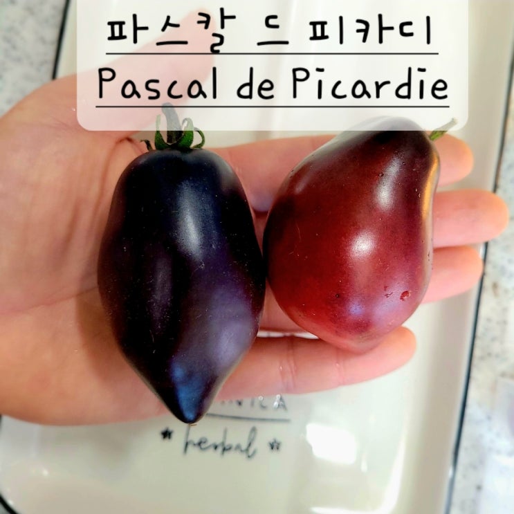  파스칼 드 피카디 토마토 (Pascal de Picardie tomato)