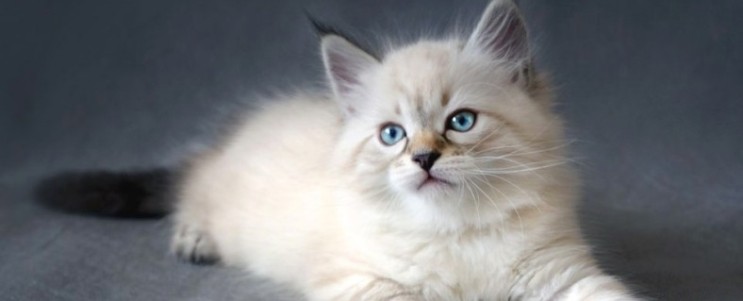 네바마스커레이드 기본정보, 최근에 알려진 매력적인 시베리아 고양이 품종 (27)