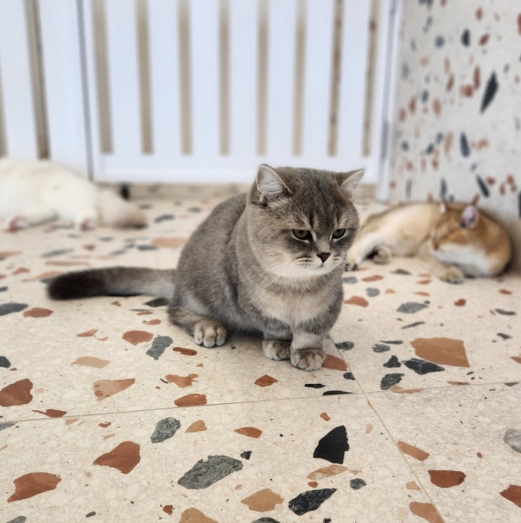 먼치킨 고양이 종류 킬트 나폴레옹 뜻 유전병 먼치킨 고양이 종류 킬트 나폴레옹 뜻 유전병