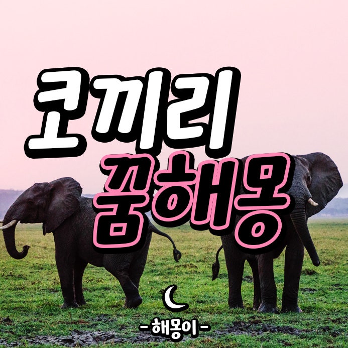 황금색 코끼리 꿈 / 코끼리 등에 타는 꿈 / 두마리 코끼리