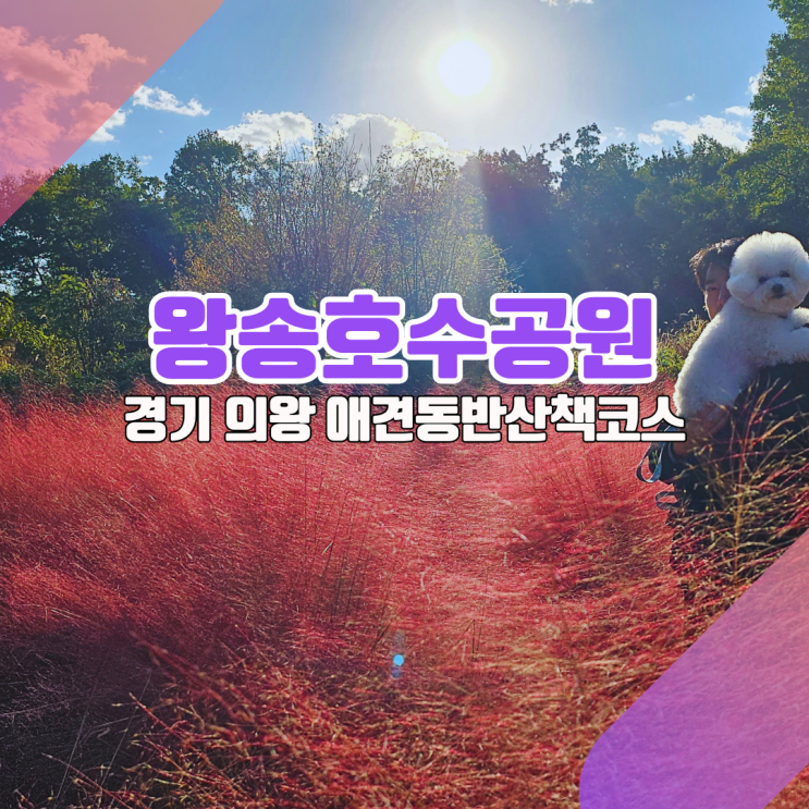  핑크뮬리를 품은 왕송호수공원을 아시나요? [주차꿀팁부터 애견동반카페까지]