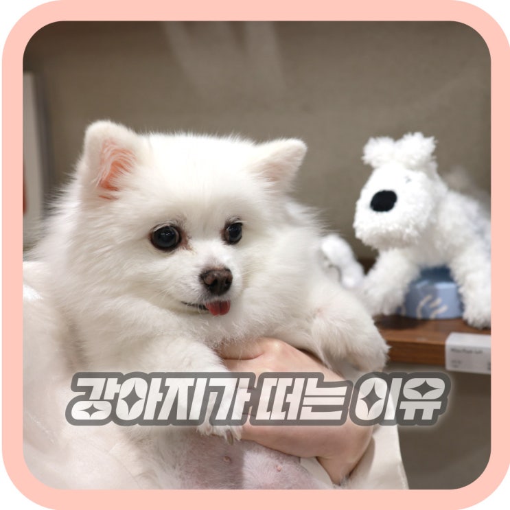  강아지 갑자기 떠는 이유 몸떨림 대처 방법
