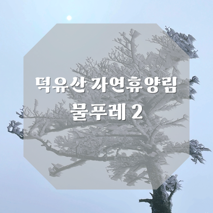 눈 내린 뒤 무주 덕유산 자연휴양림 물푸레 2 숙박 후기