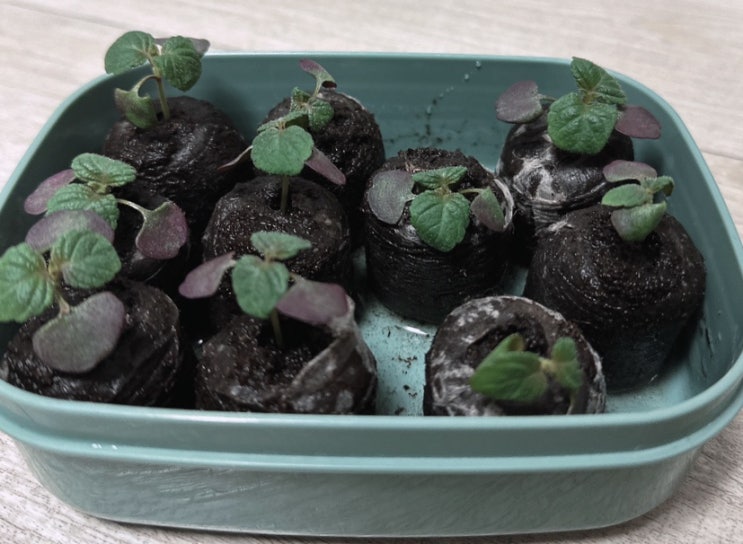  깻잎도 허브다(1): 깻잎 키우기, 수경/토경 진행중
