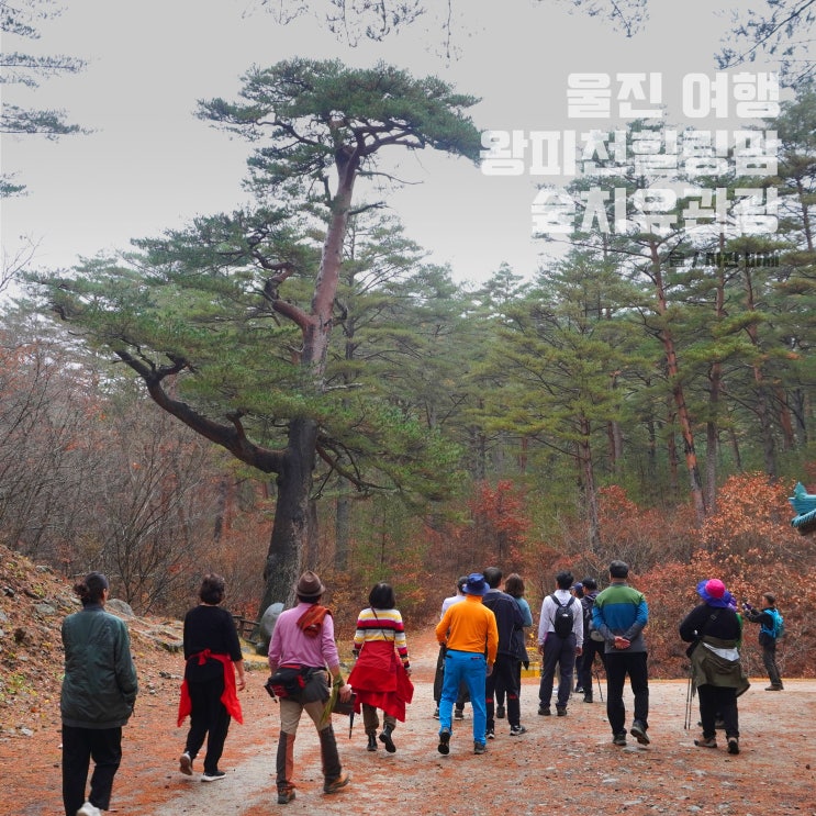  울진 여행, 왕피천힐링팜 숲치유관광 1박2일 후기