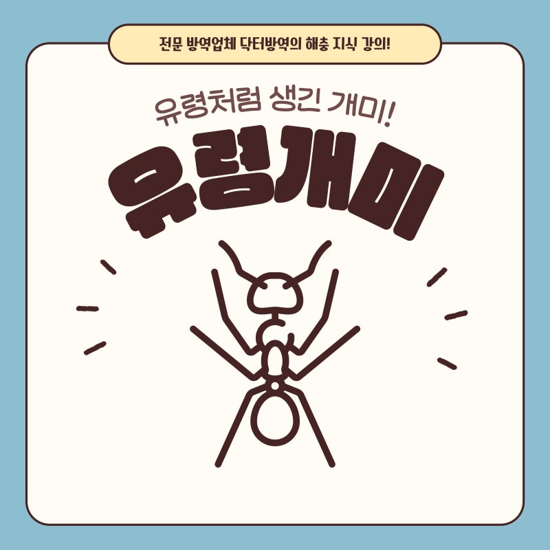투명한 개미? 전문 해충 방역업체의 유령개미 특징과 퇴치까지!