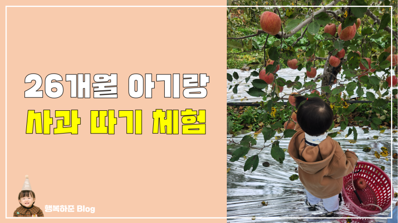 경북 영주 아기랑 새로운 경험하기 사과 따기 체험