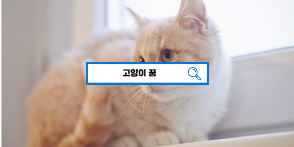  [무료꿈해몽] 많은 고양이 꿈 해몽