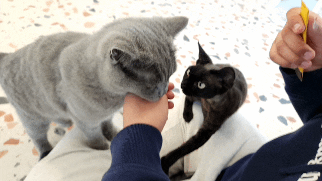 고양이 간식 종류 츄르 추천 음수량 보충 고양이 간식 종류 츄르 추천 음수량 보충