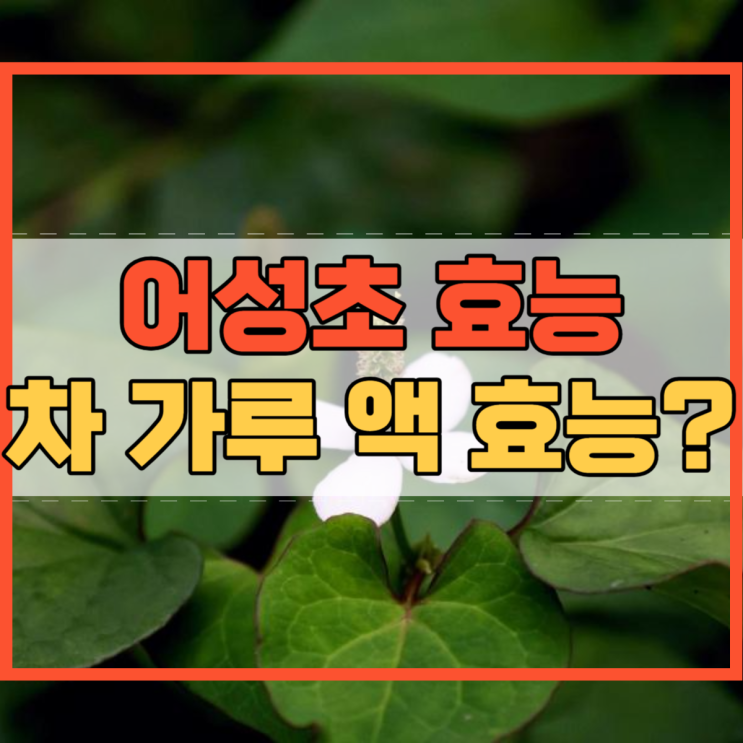  어성초 효능 어성초차 어성초가루 어성초액 효능은?