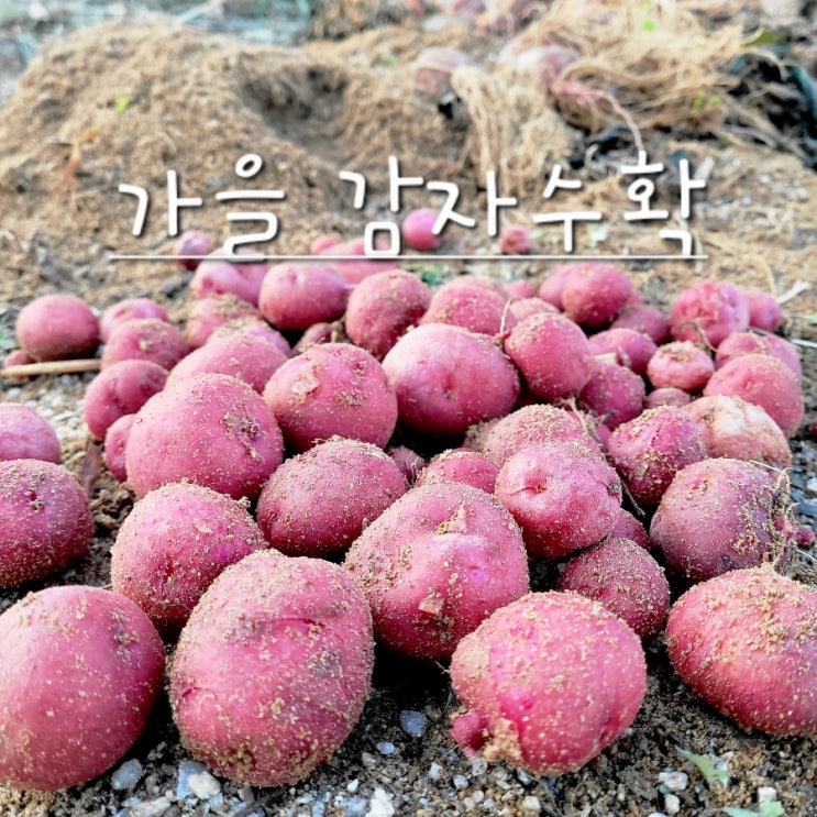  중부지방 가을 감자수확 시기 홍감자 종자 수확