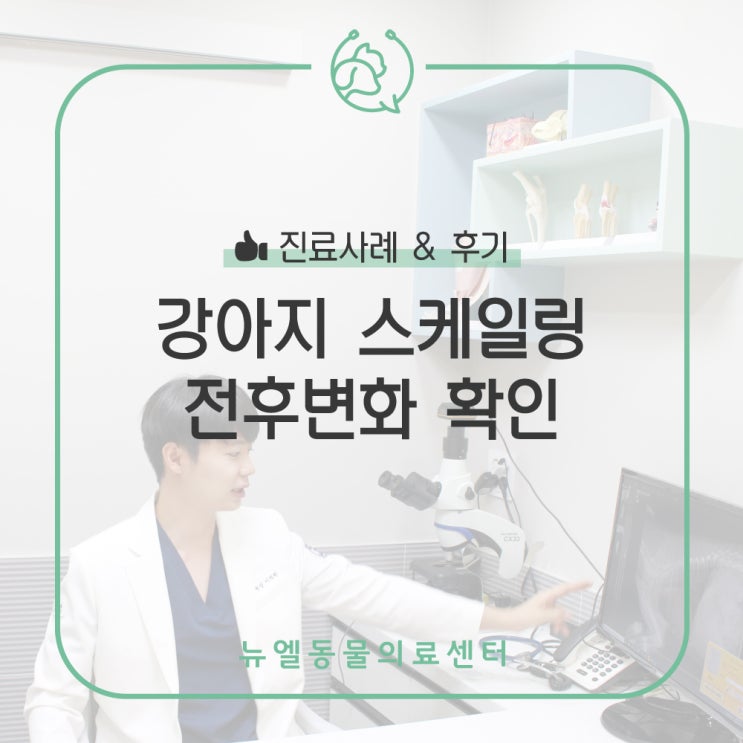  [동탄역/기흥 동물병원] 강아지 치아 스케일링 전후 변화 확인해보세요!