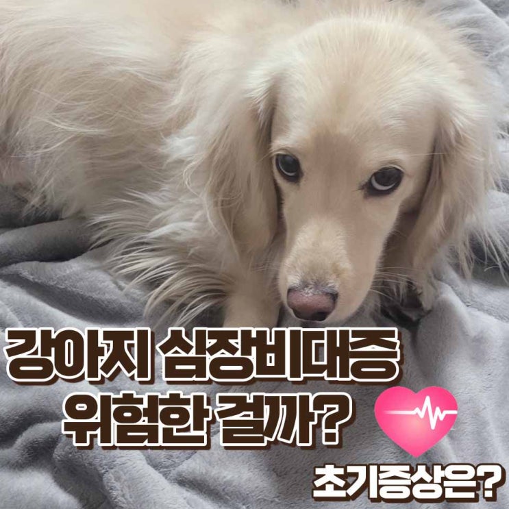  강아지 심장비대증 초기증상과 치료방법