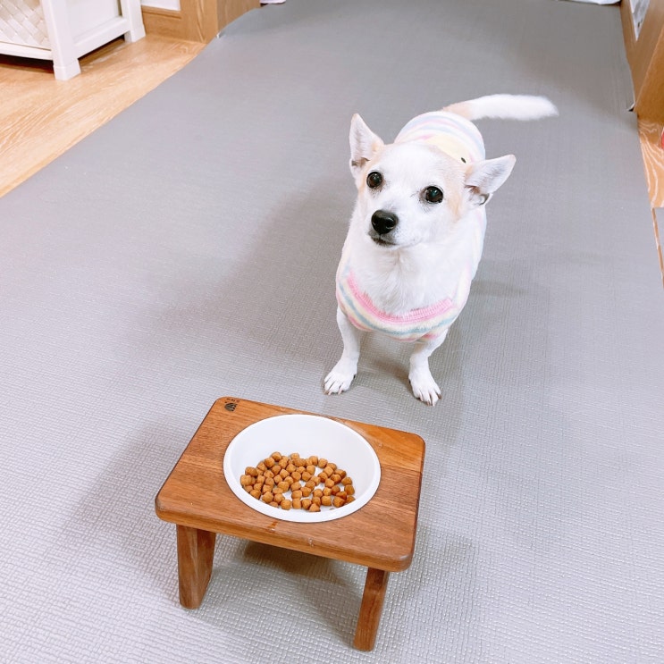  강아지사료추천 내돈내산 이즈칸 소프트살몬 가성비좋은 건강한사료