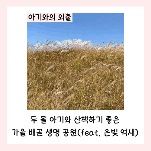 두 돌 아기와 산책하기 좋은 가을 배곧 생명 공원(feat. 은빛 억새)