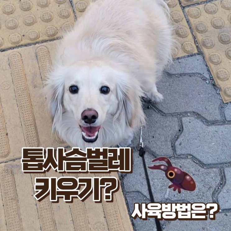  톱사슴벌레 키우기 먹이 수명 크기 사육방법