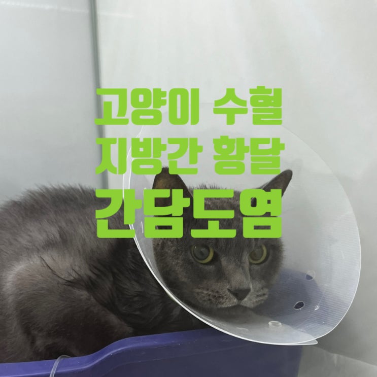  고양이 빈혈과 황달, 지방간, 간담도염 집에서 케어하고 있어요 수혈 입원2일 셀프케어3일 재검사결과 / 병원비