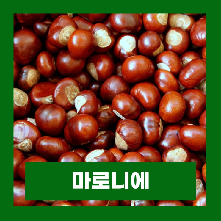  마로니에 열매 밤 차이점 부작용 독성 섭취시 주의